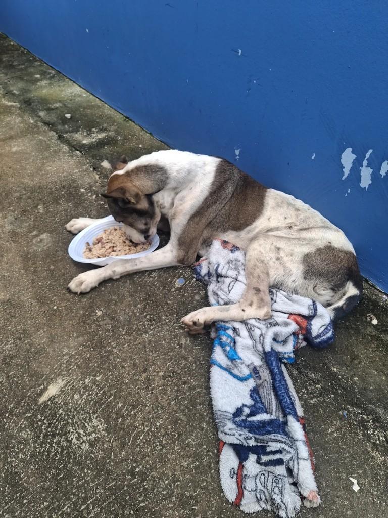 Marron, cachorro de porte grande para adoção em Santa Inês - PB