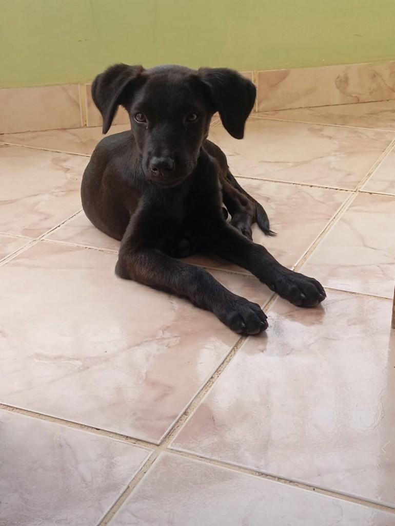 Bebezinho, cachorro de porte pequeno para adoção em Baixo Guandu - ES