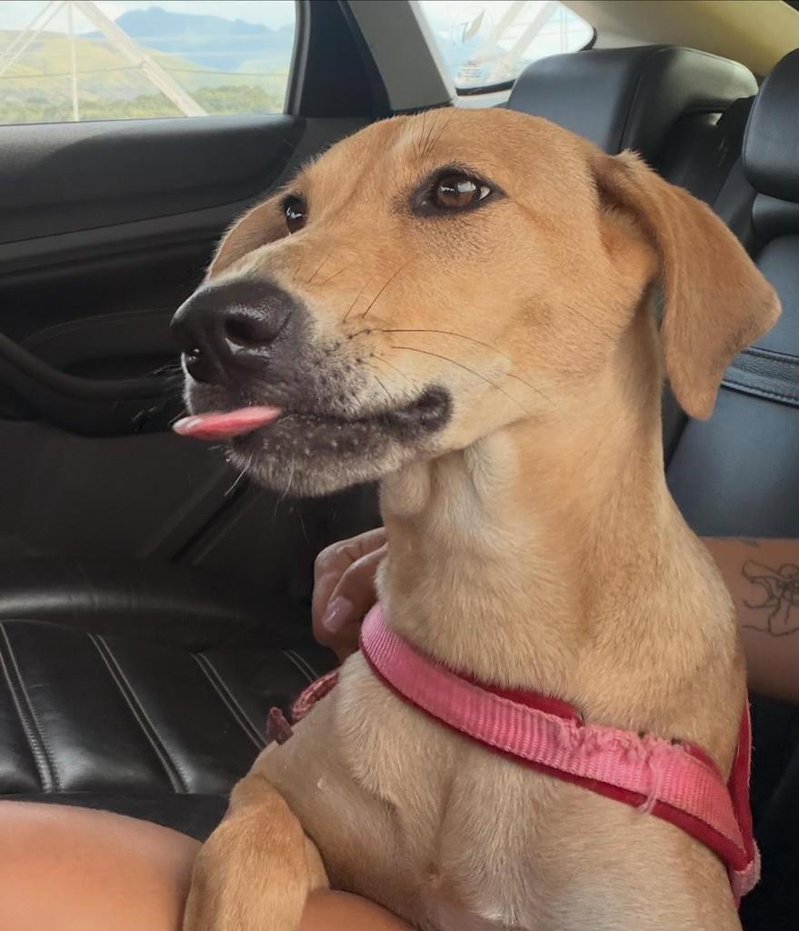 Lility, cachorro de porte médio para adoção em São Fidélis - RJ