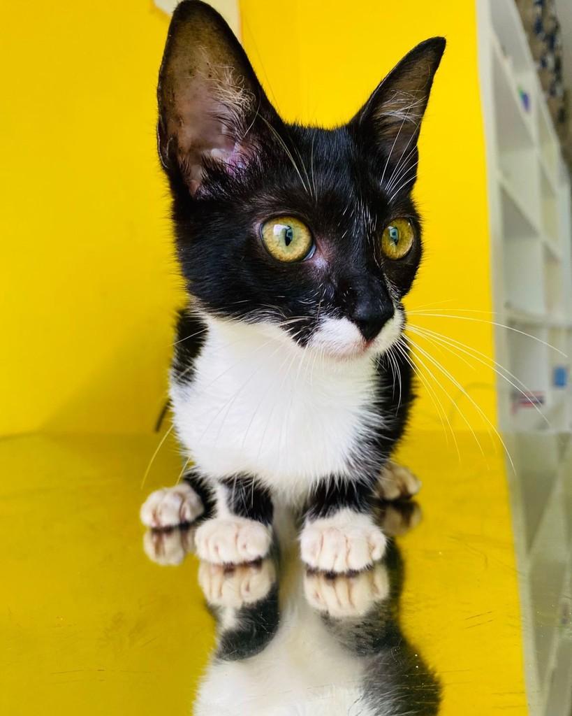 Josefina, gato de porte pequeno para adoção em Granja - CE