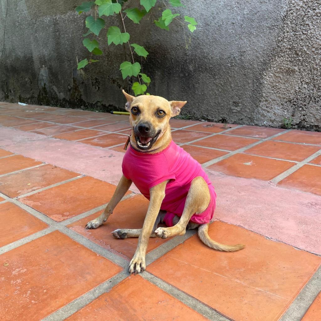 Helô, cadela de porte pequeno para adoção em Granja - CE