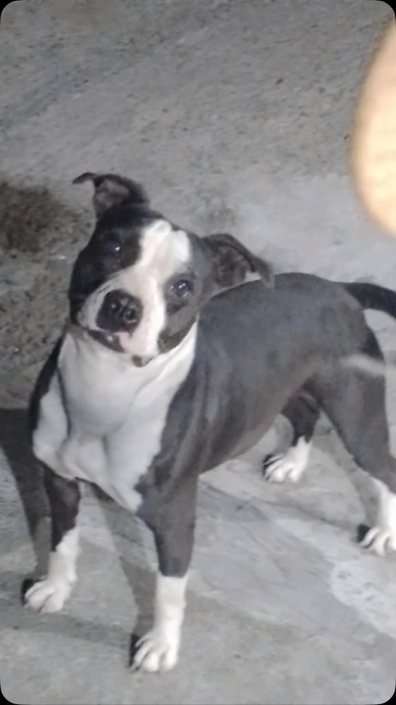 Luna, cachorro de porte médio para adoção em Caxias do Sul - RS