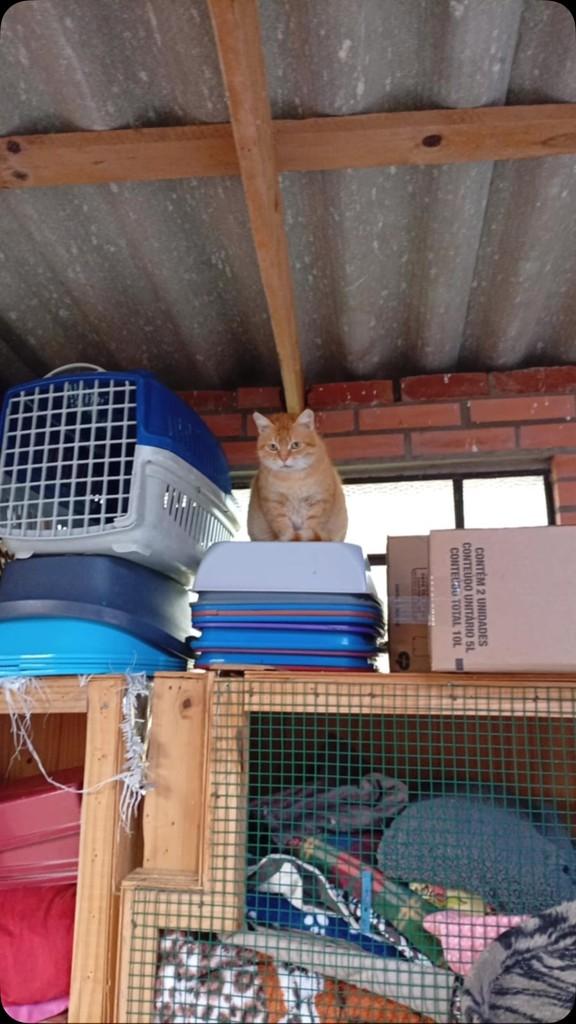 Otávio, gato de porte médio para adoção em Caxias do Sul - RS