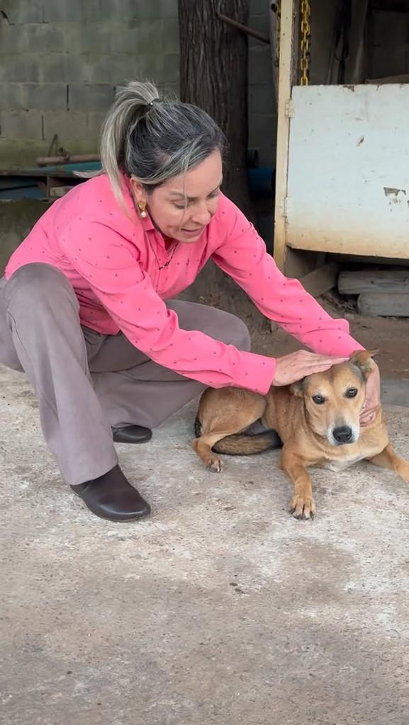 Carmela, cachorro de porte pequeno para adoção em Mogi Mirim - SP