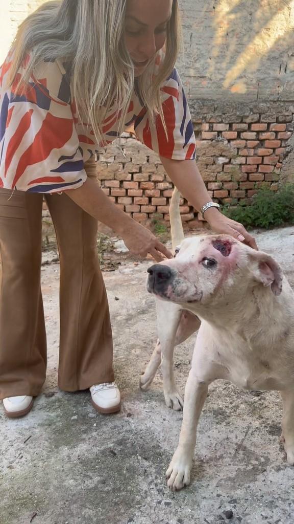 Miguel, cachorro de porte médio para adoção em Mogi Mirim - SP