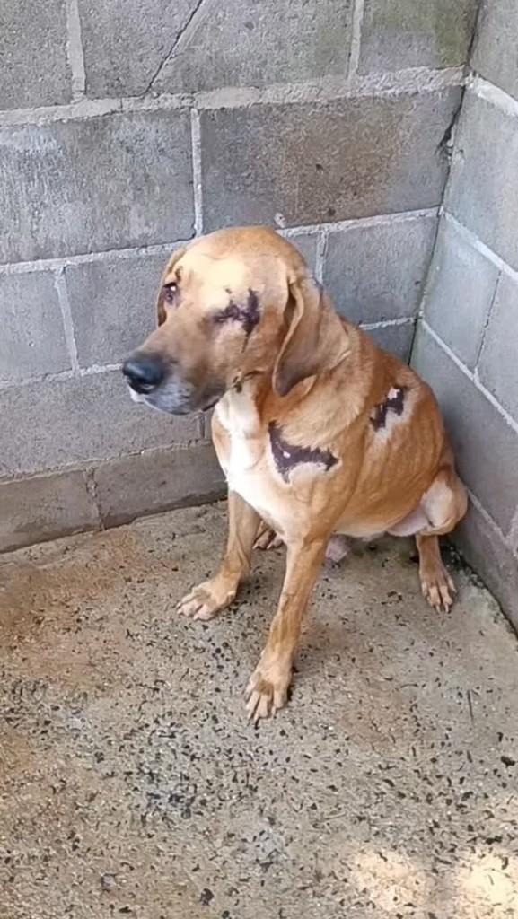 Logan, cachorro de porte médio para adoção em Mogi Mirim - SP