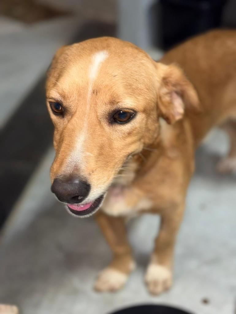 Bulga, cachorro de porte pequeno para adoção em Mogi Mirim - SP