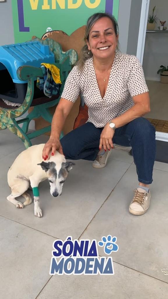 Nina, cachorro de porte pequeno para adoção em Mogi Mirim - SP