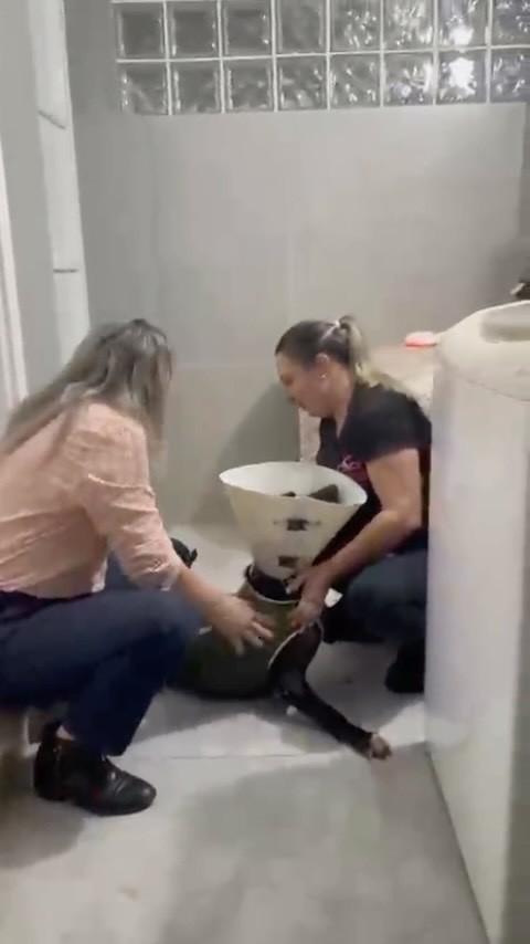 Farolico, cachorro de porte médio para adoção em Mogi Mirim - SP