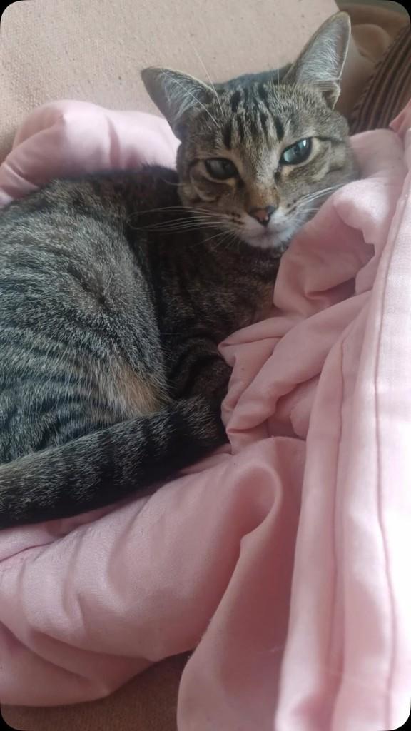 Tom, gato de porte pequeno para adoção em Mogi Mirim - SP