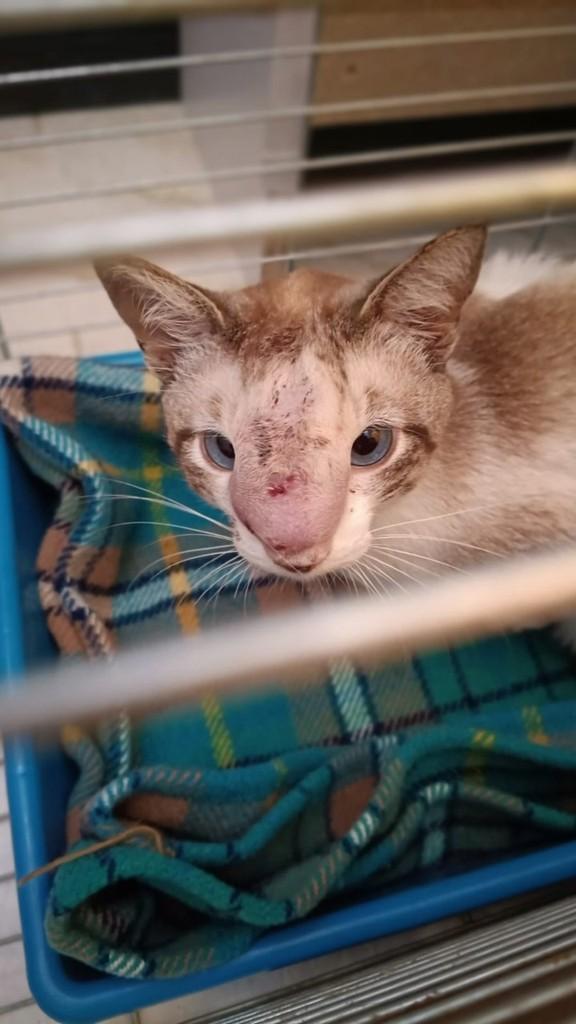 Tetéu, gato de porte pequeno para adoção em Mogi Mirim - SP