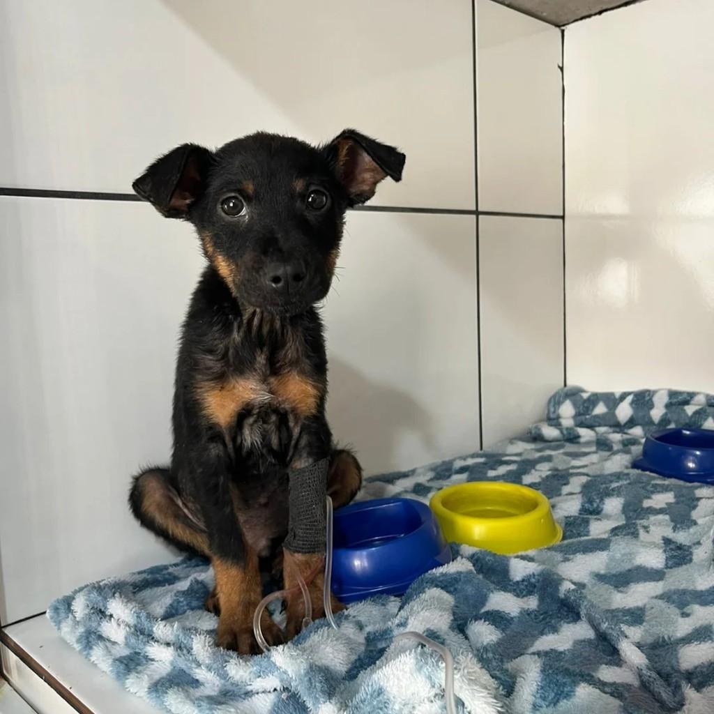 Fábio Junior, cachorro de porte pequeno para adoção em Ijuí - RS