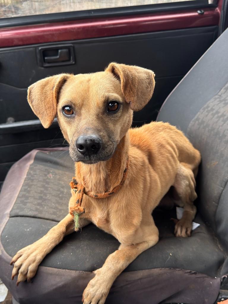 Camilo, cachorro de porte pequeno para adoção em Ijuí - RS