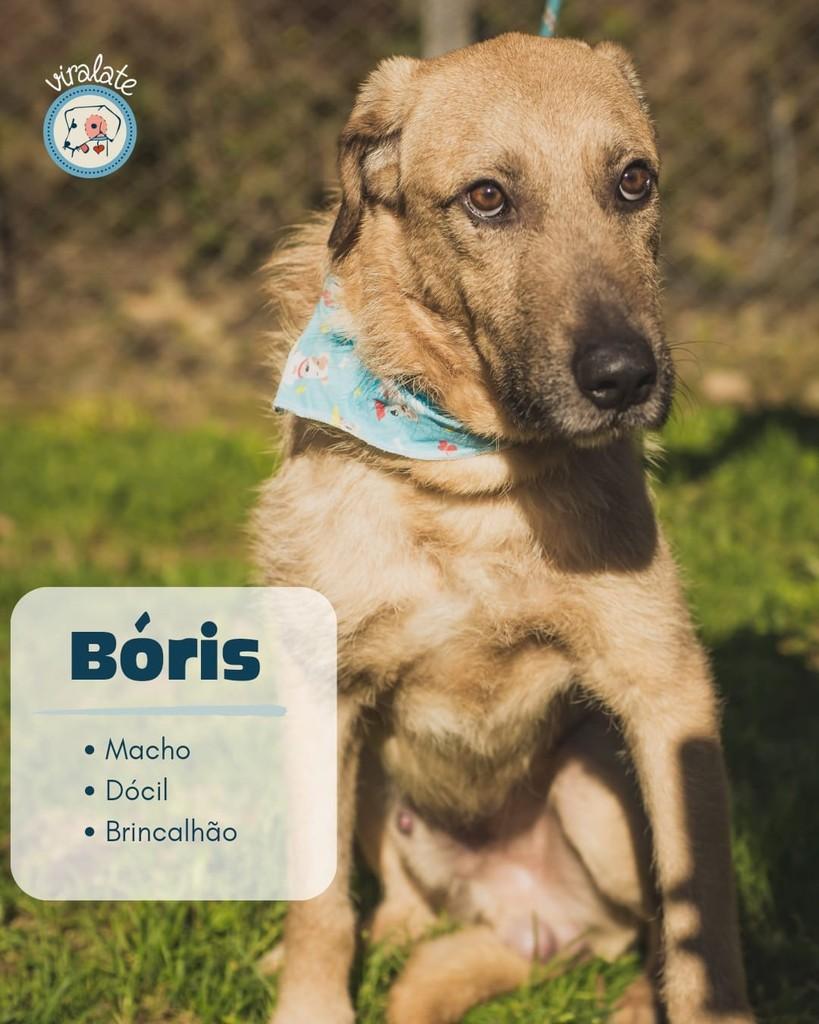Bóris, cachorro de porte médio para adoção em Feliz - RS