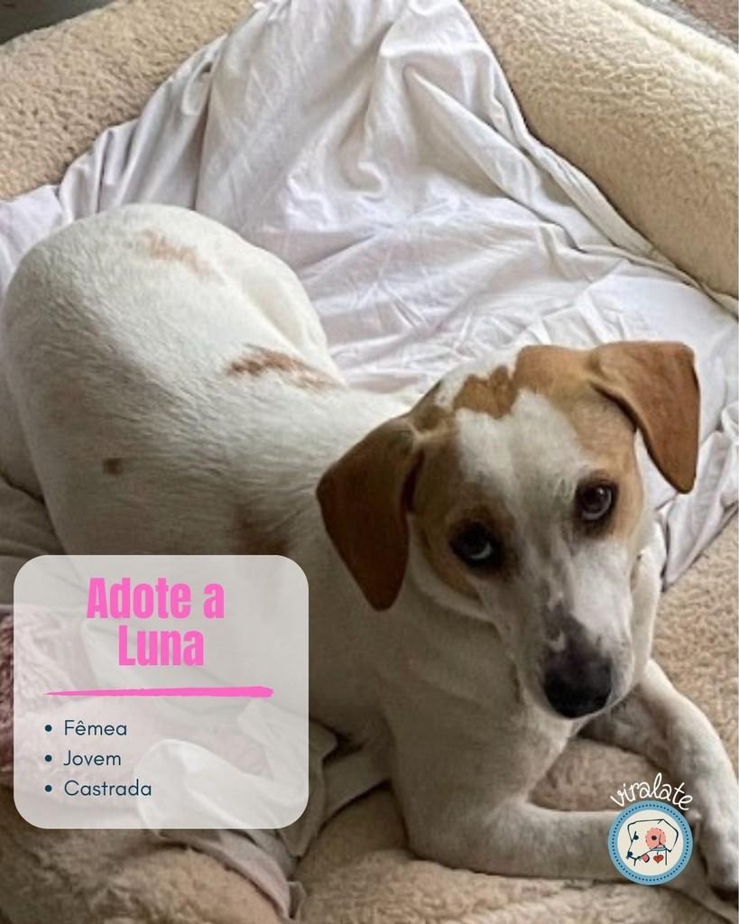 Luna, cachorro de porte pequeno para adoção em Feliz - RS