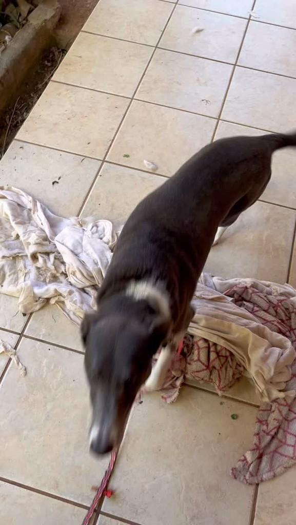 Mayla, cadela de porte médio para adoção em Feliz - RS