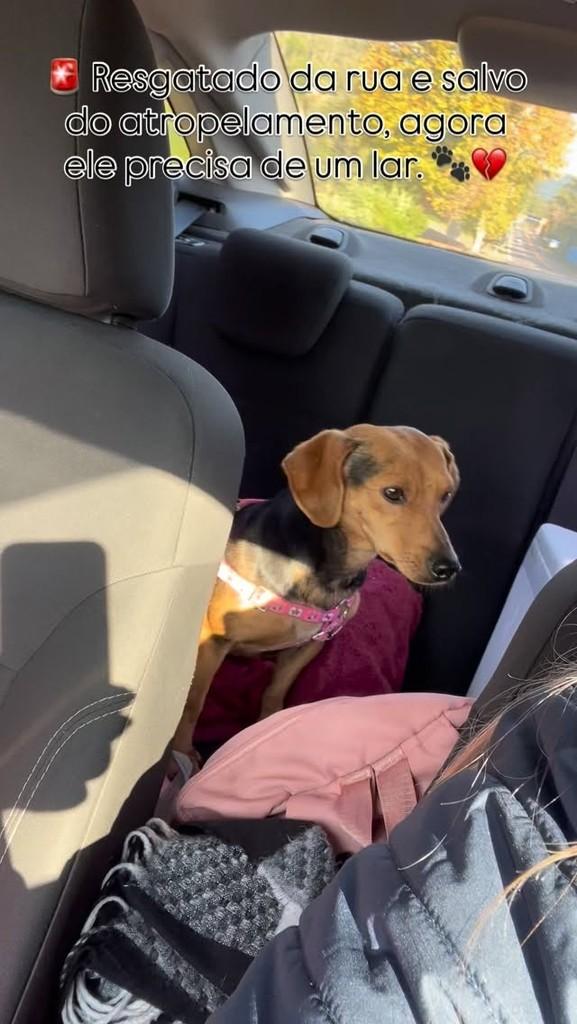 Menininho, cachorro de porte pequeno para adoção em Bom Princípio - RS