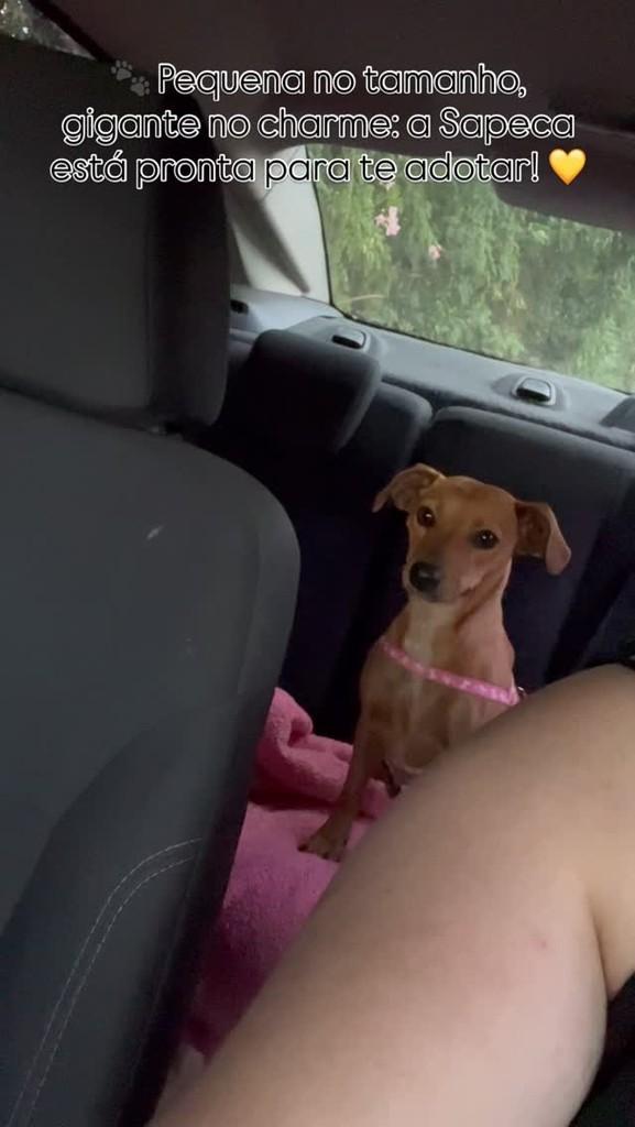 Sapeca, cachorro de porte pequeno para adoção em Feliz - RS