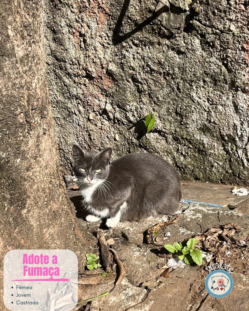 Fumaça, gato de porte pequeno para adoção em Feliz - RS