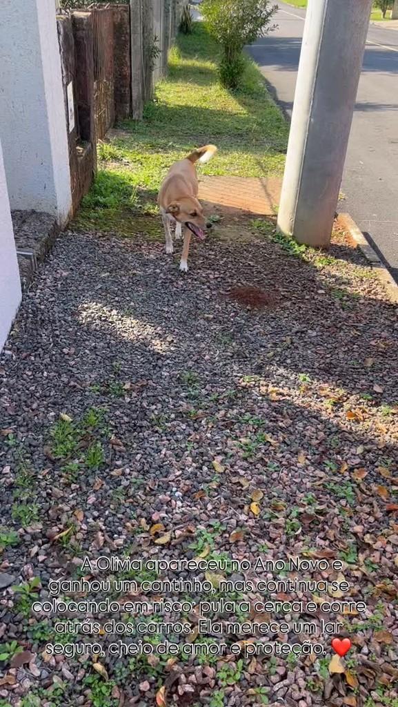 Olivia, cachorro de porte pequeno para adoção em Feliz - RS