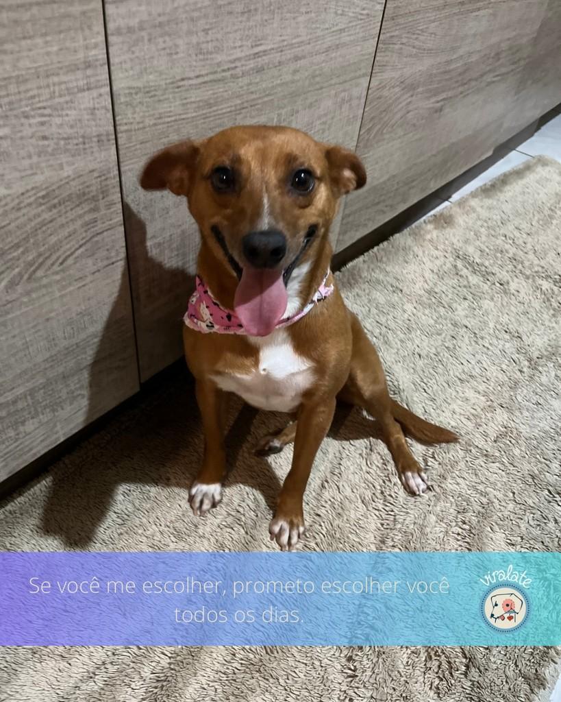 Madalena, cachorro de porte pequeno para adoção em Feliz - RS