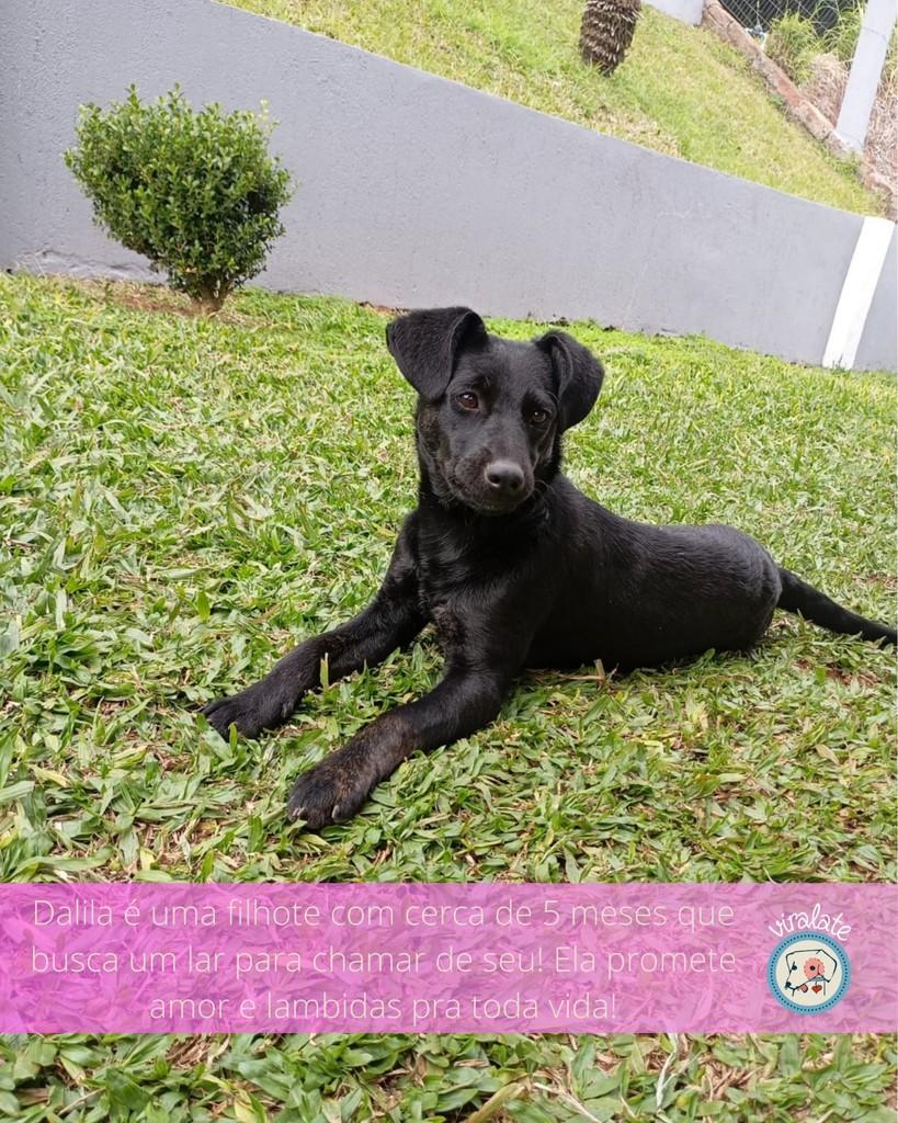 Dalila, cachorro de porte pequeno para adoção em Feliz - RS