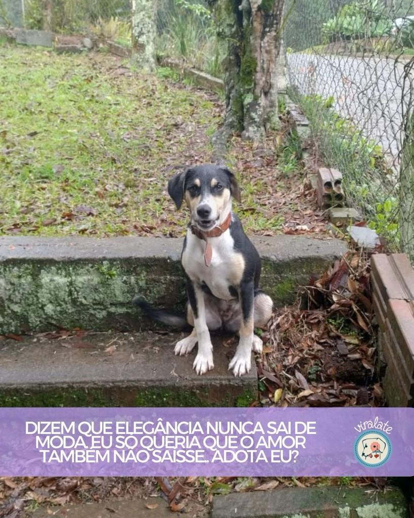 Chanel, cadela de porte pequeno para adoção em Feliz - RS