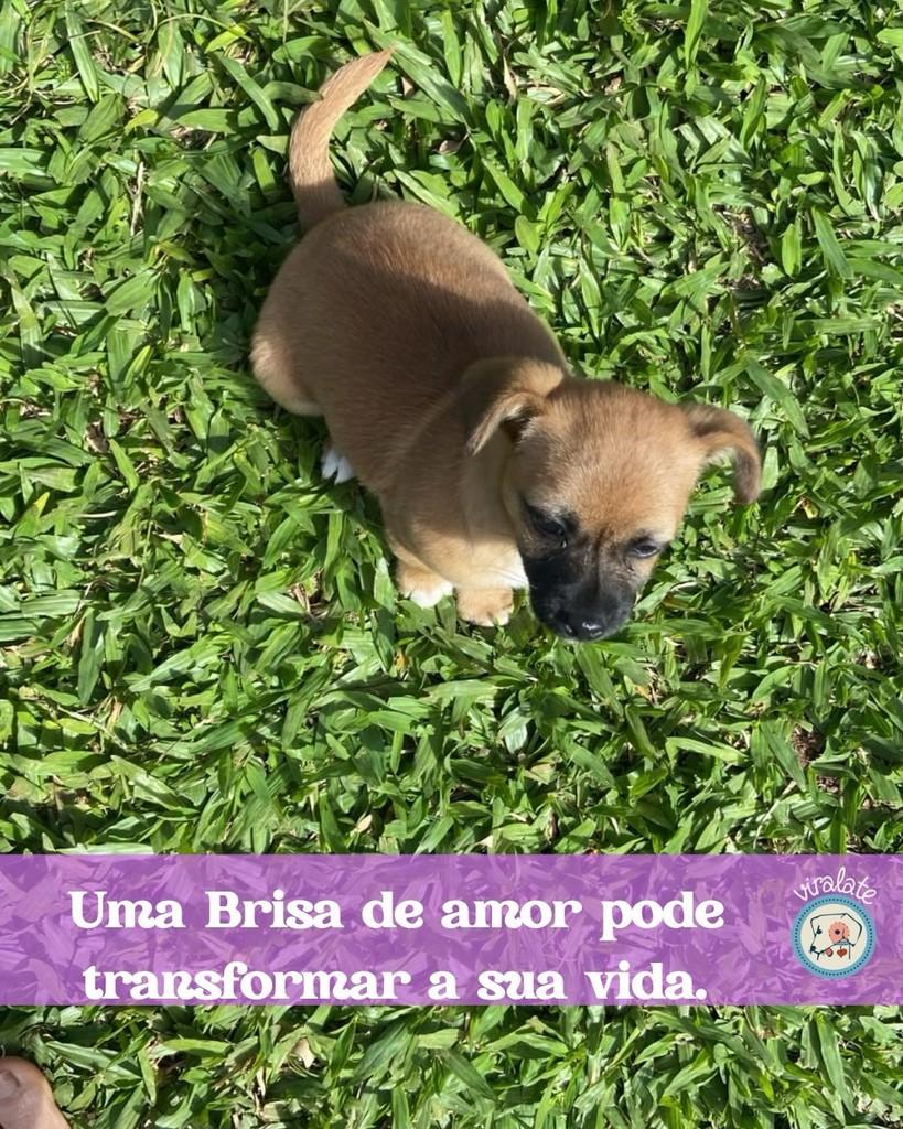 Brisa, cadela de porte pequeno para adoção em Feliz - RS