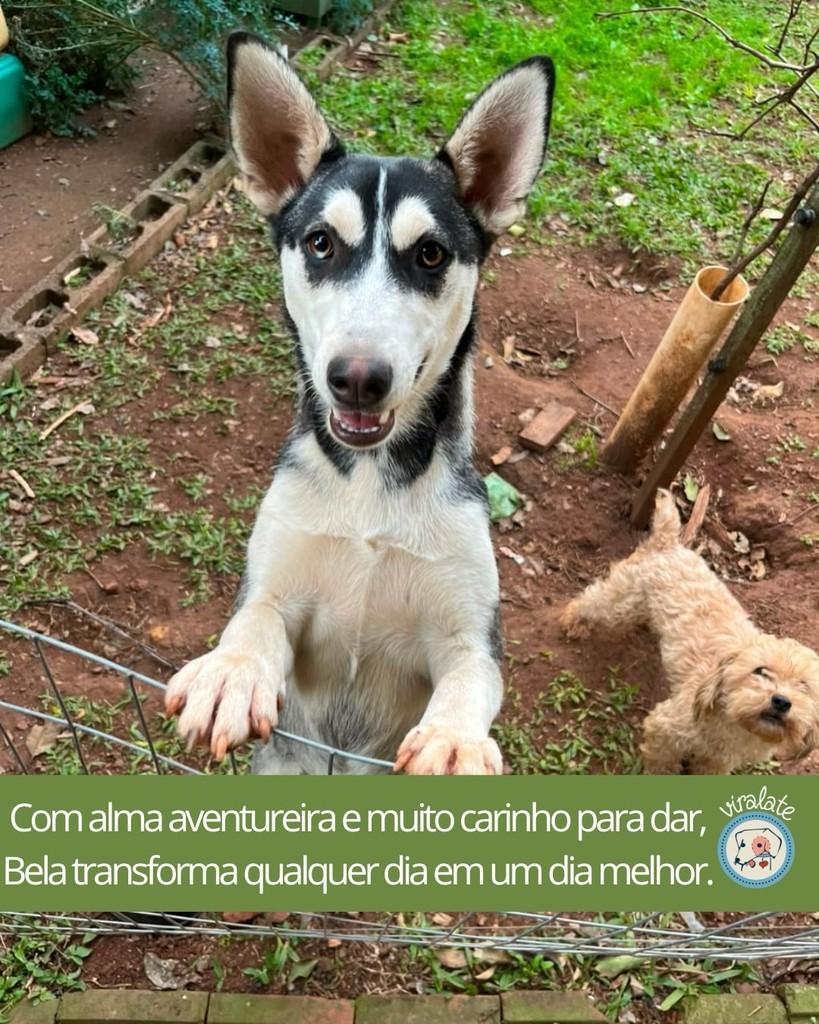 Bela, cadela de porte médio para adoção em Feliz - RS