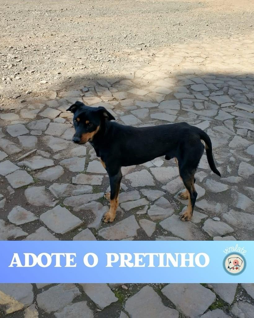 Pretinho, cachorro de porte pequeno para adoção em Feliz - RS