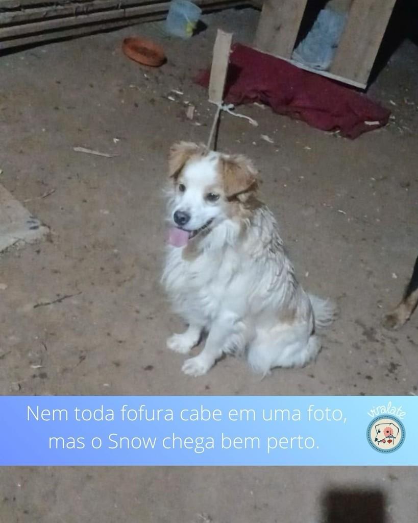Snow, cachorro de porte médio para adoção em Bonito - MS