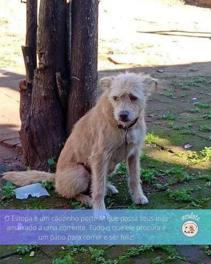 Estopa, cachorro de porte médio para adoção em Feliz - RS