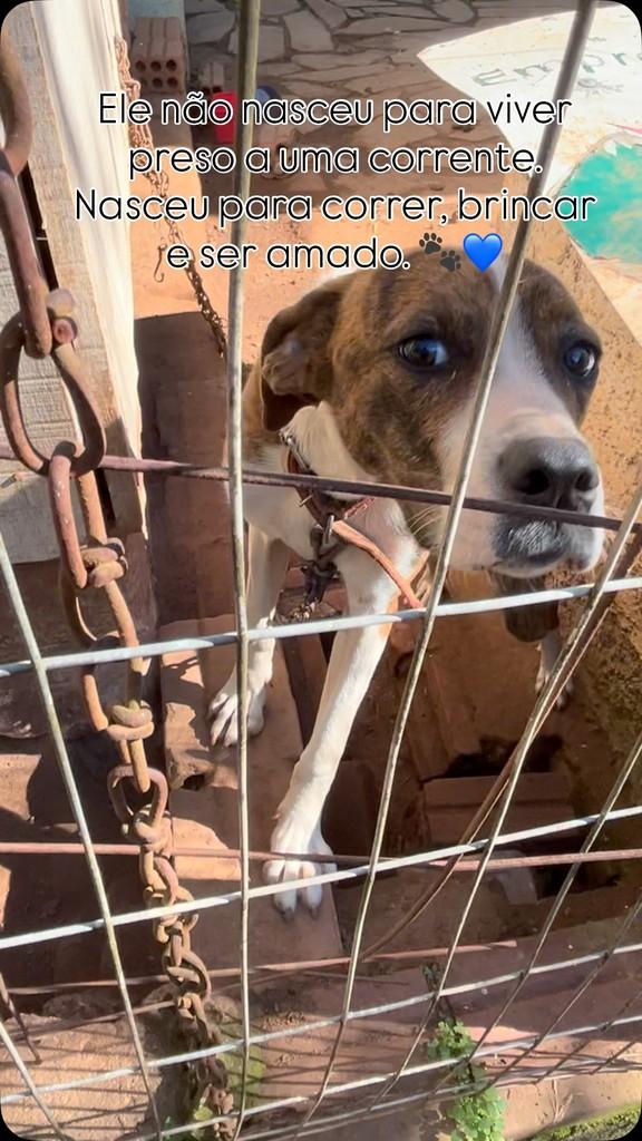 Filhotão, cachorro de porte pequeno para adoção em Feliz - RS