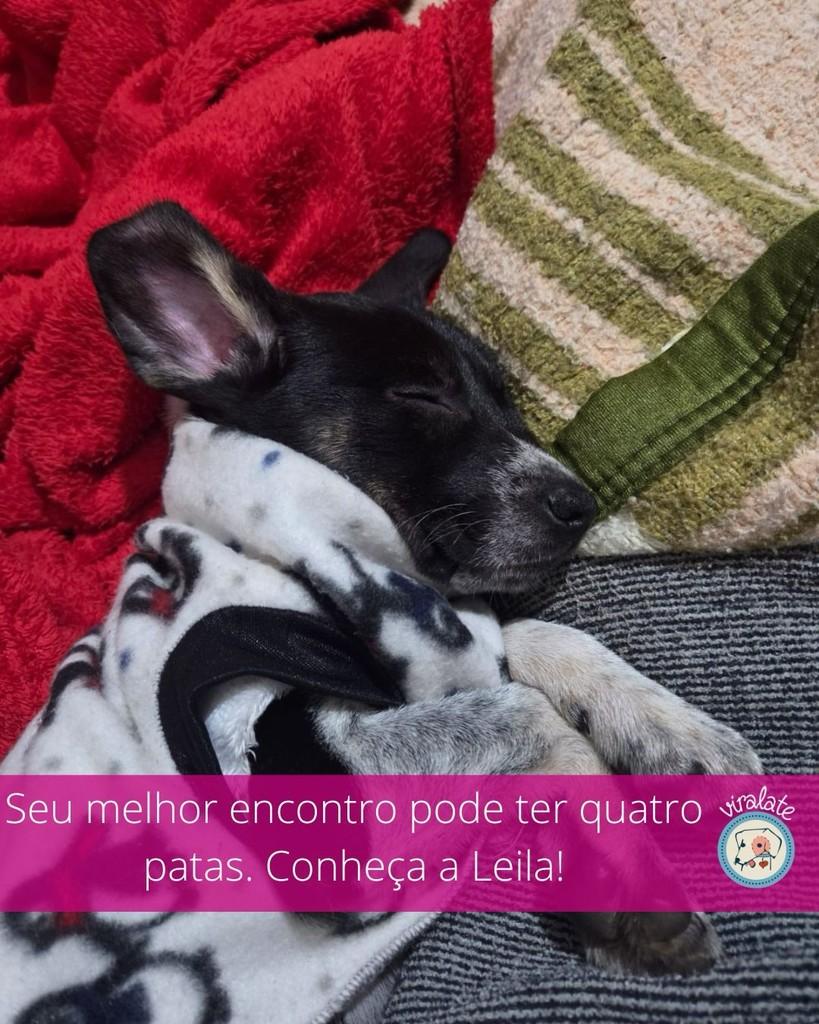 Leila, cadela de porte pequeno para adoção em Feliz - RS