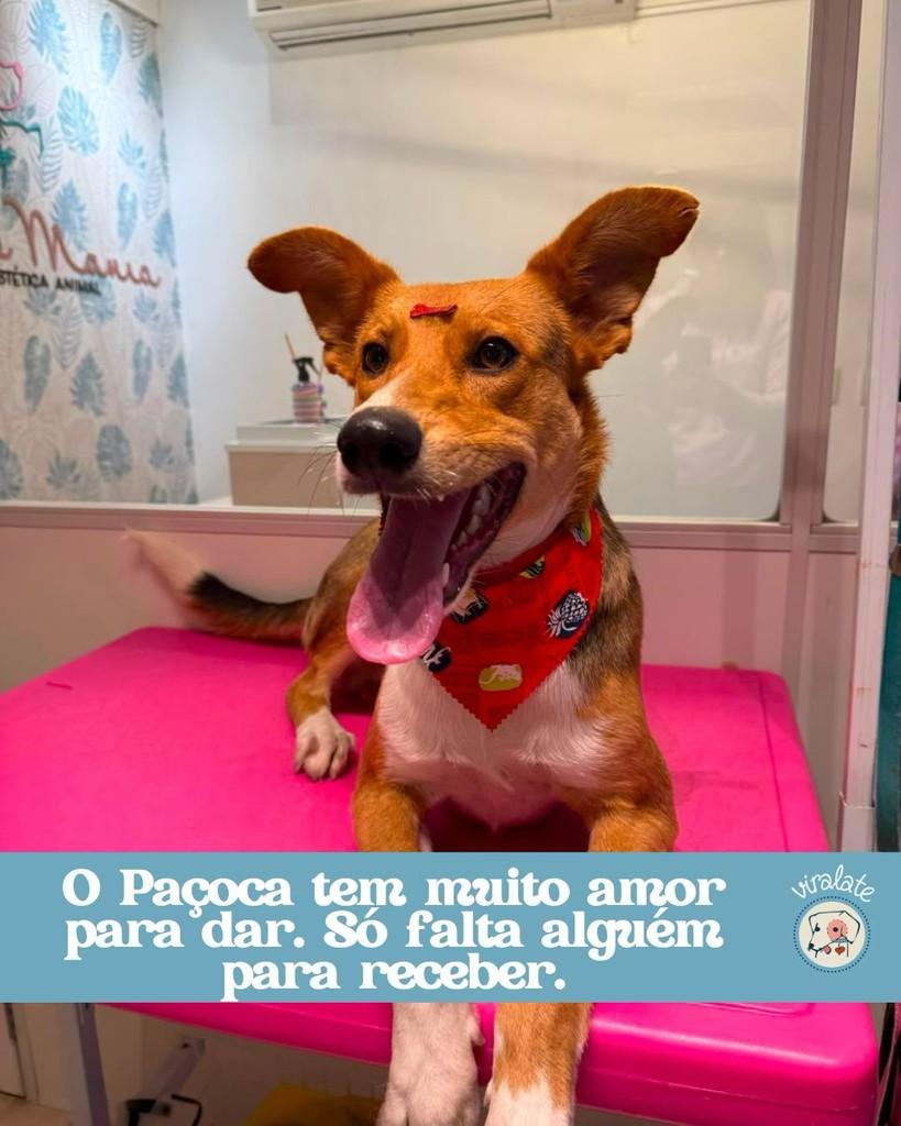 Paçoca, cachorro de porte médio para adoção em Feliz - RS