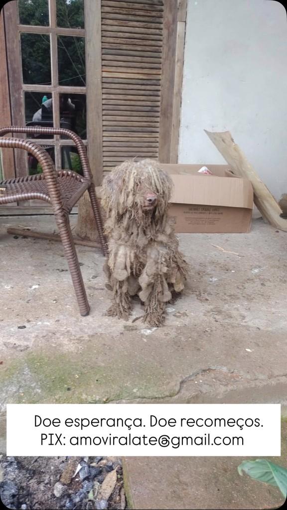 Xodó, cachorro de porte médio para adoção em Feliz - RS
