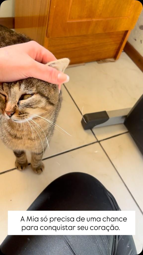 Mia, gata de porte médio para adoção em Feliz - RS