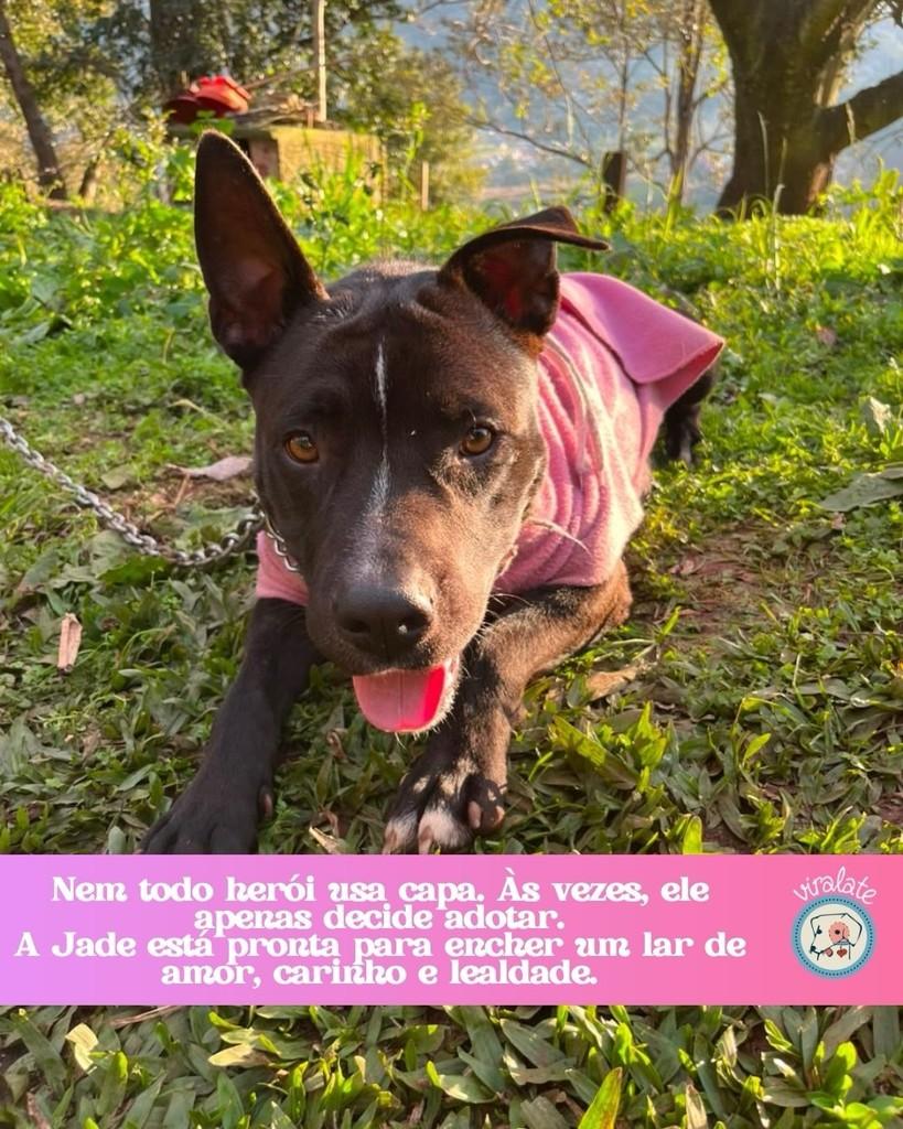 Jade, cadela de porte médio para adoção em Feliz - RS
