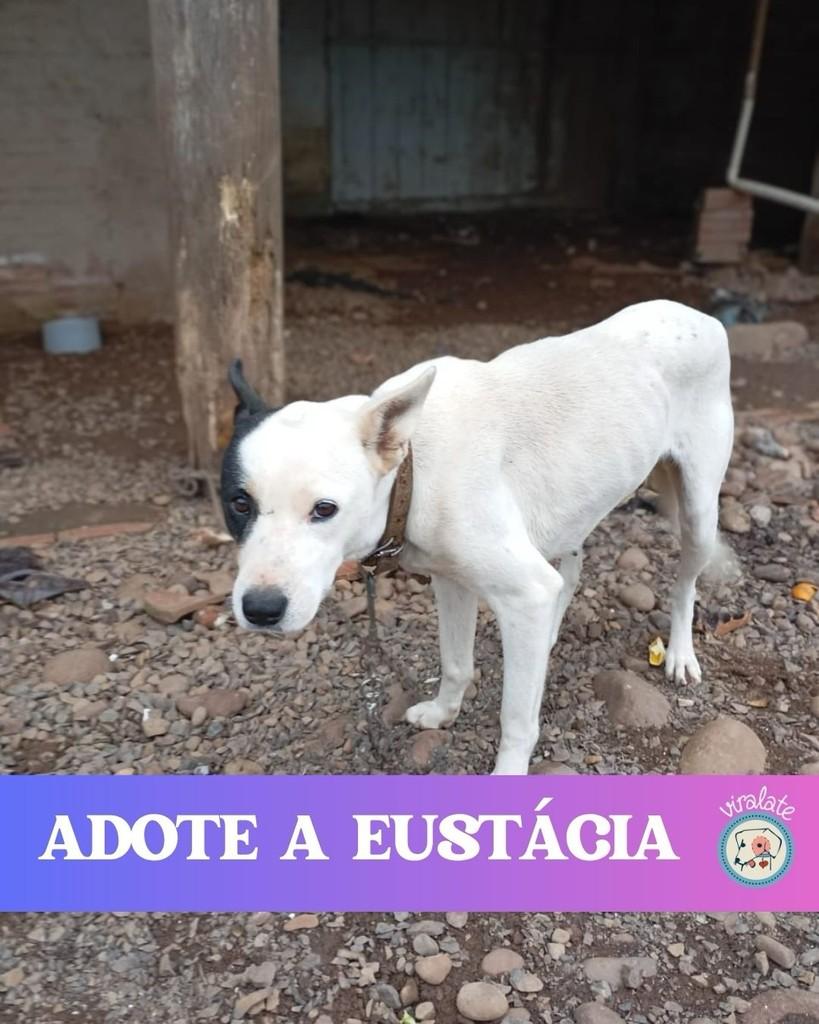 Eustácia, cadela de porte médio para adoção em Feliz - RS
