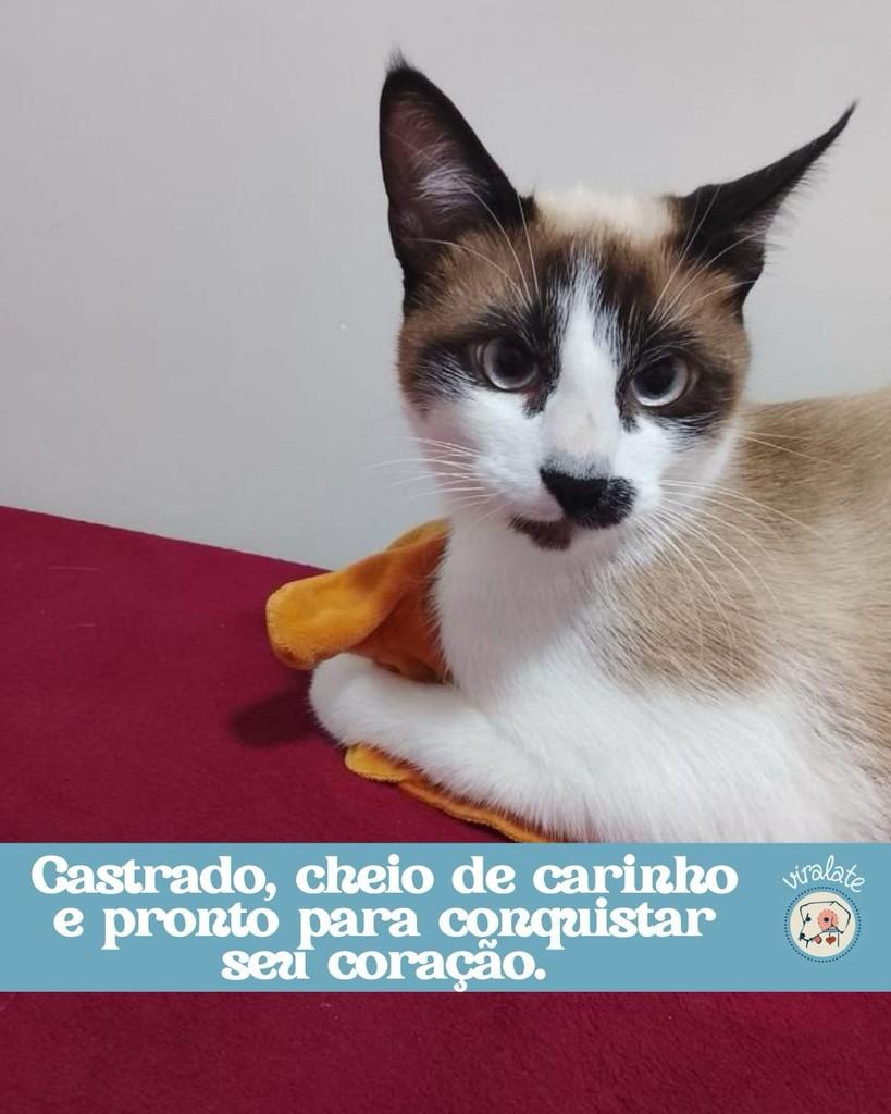 Poow, gato de porte pequeno para adoção em Feliz - RS