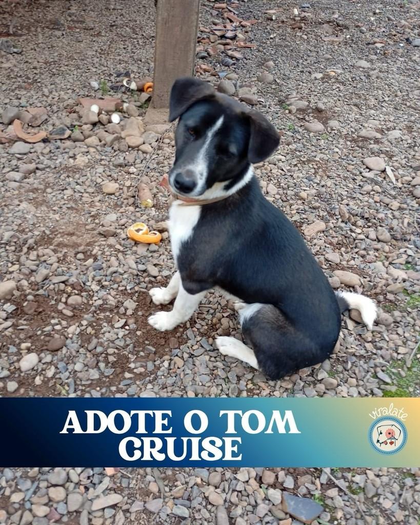 Tom Cruise, cachorro de porte pequeno para adoção em Feliz - RS