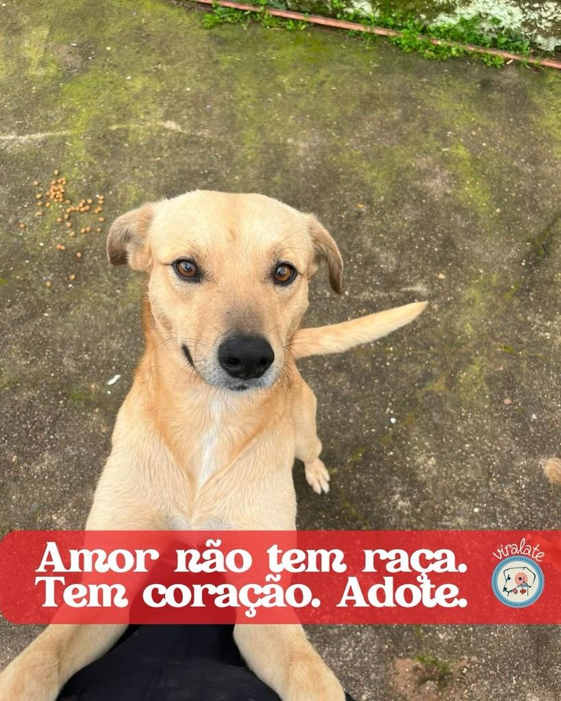 Pocotó, cachorro de porte médio para adoção em Feliz - RS