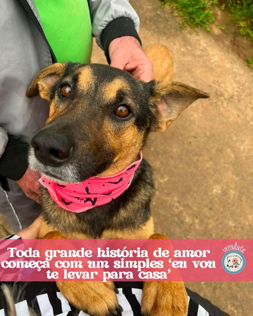 Ursa, cadela de porte médio para adoção em Feliz - RS