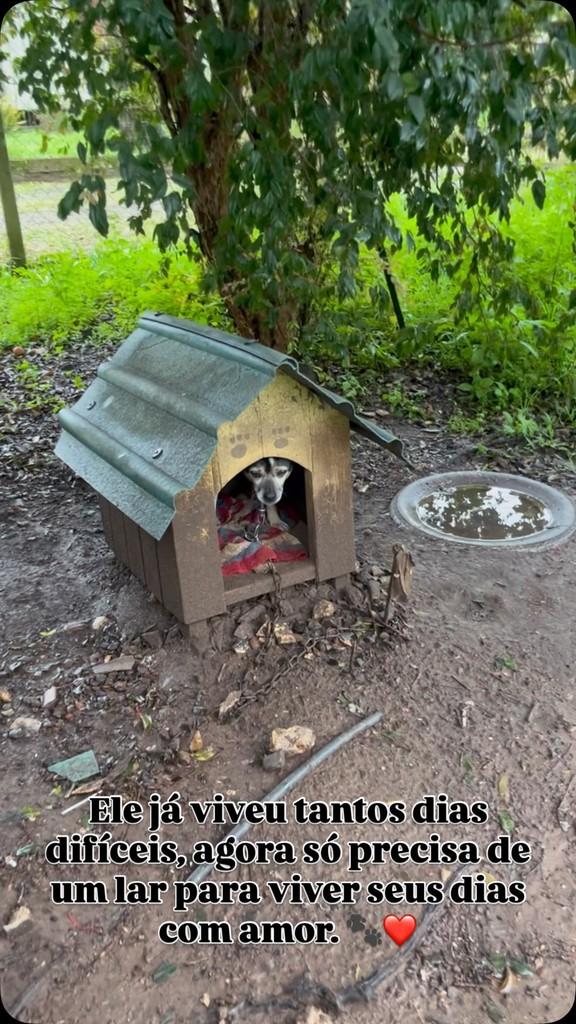 Vovô, cachorro de porte pequeno para adoção em Feliz - RS