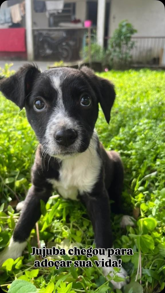 Jujuba, cachorro de porte médio para adoção em Feliz - RS