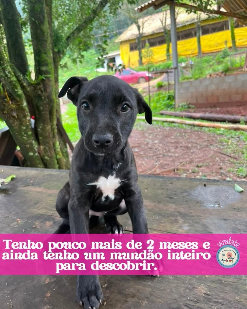 Neguinha, cadela de porte grande para adoção em Feliz - RS