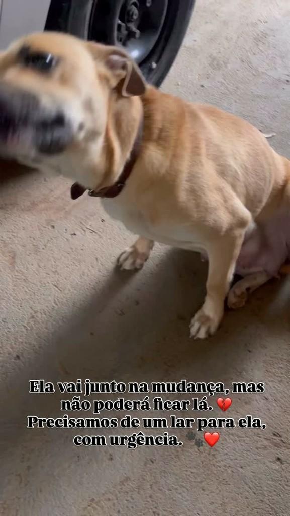 Mocinha, cadela de porte grande para adoção em Feliz - RS