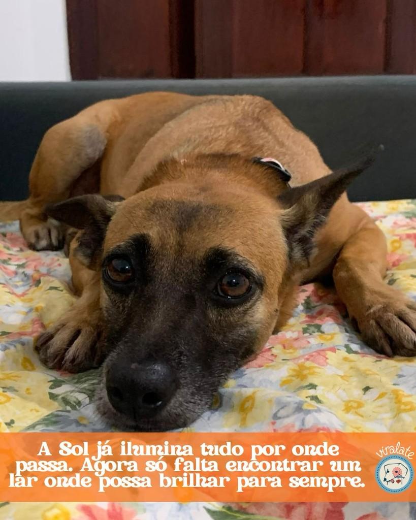 Sol, cadela de porte pequeno para adoção em Feliz - RS