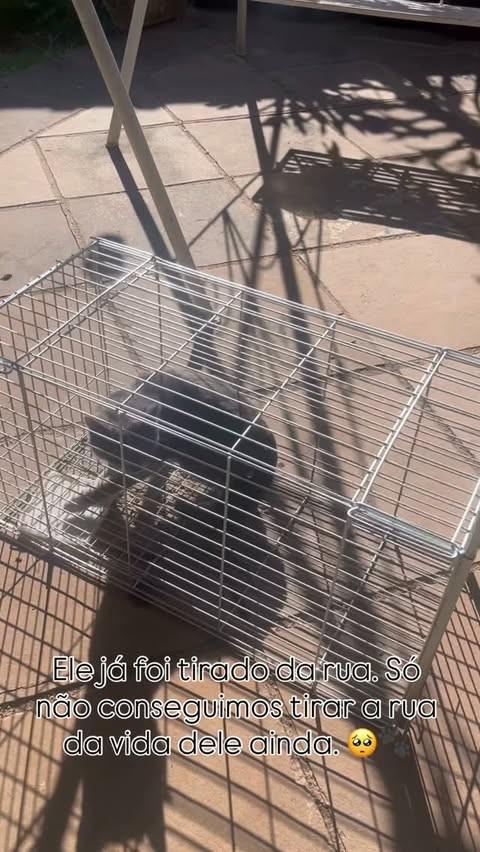 Viralate, gato de porte pequeno para adoção em Feliz - RS
