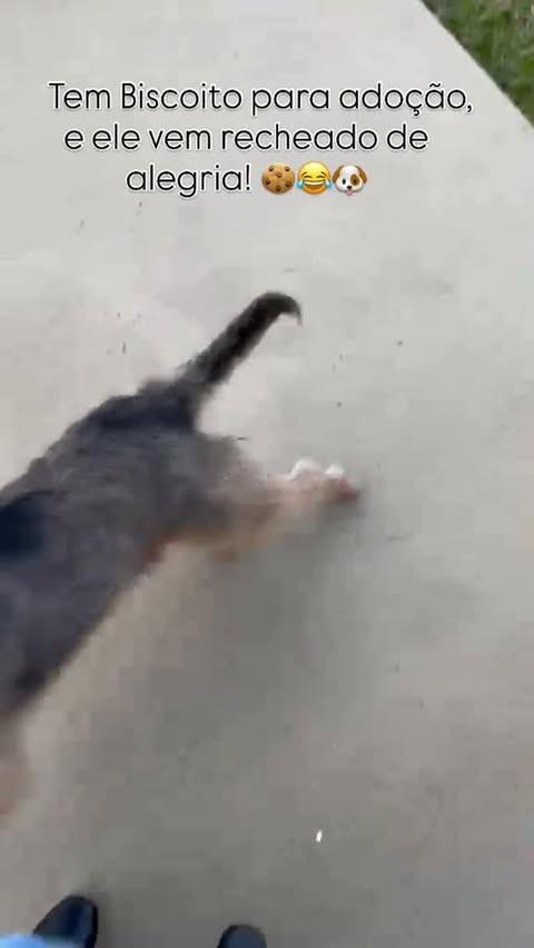 Biscoito, cachorro de porte médio para adoção em Feliz - RS